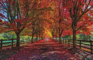 Terminarz 2021 Ścienny MiP. Wydawca: MICHALCZYK I PROKOP. Multiszop.pl Opakowanie Terminarz 2021 Ścienny MiP