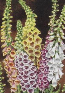 Opakowanie Karnet ST358 B6 + koperta Naparstnica