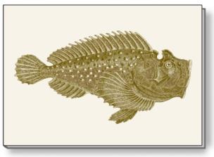 Opakowanie Notes ozdobny A6 BR NP S31 B ROSSI