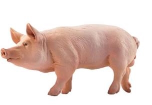 Okładka książki Papo Świnia (51044)