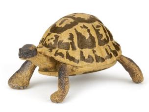 Opakowanie Żółw Hermana