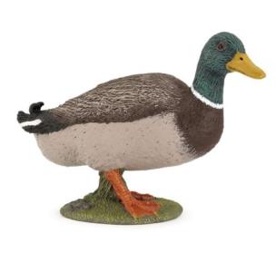 Opakowanie Kaczka krzyżówka