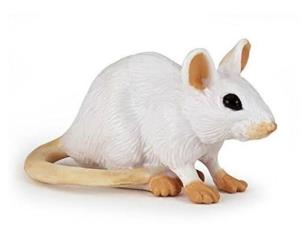 Opakowanie Mysz biała