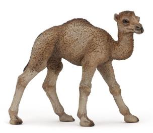 Okładka książki Papo Młody dromader (50166)