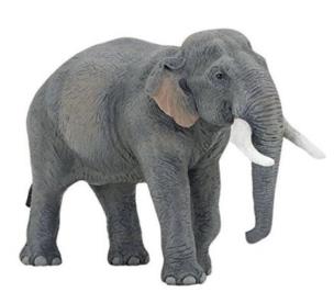 Okładka książki Papo Słoń azjatycki (50131)