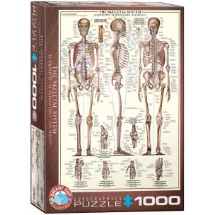 Opakowanie The Skeletal System6000-3970