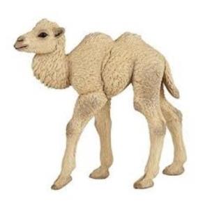 Opakowanie Wielbłąd dwugarbny młody