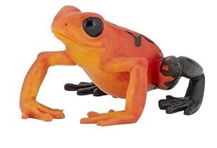 Opakowanie Żaba równikowa czerwona