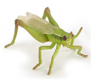 Opakowanie Konik polny