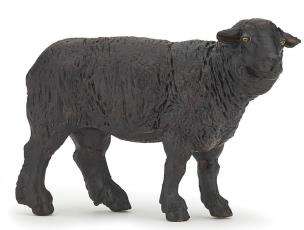 Opakowanie Czarna owca