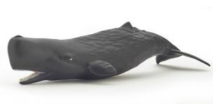 Opakowanie Kaszalot spermacetowy młody