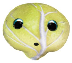 Opakowanie Lumo Stars Veggies and Berries Cabbage Teikku