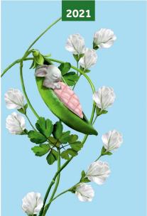 Opakowanie Kalendarz 2021 A5 tygodniowy Pea Pods NARCISSUS