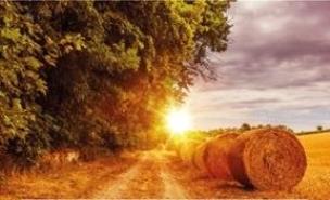 Opakowanie Kalendarz 2022 Trójdzielny Łany zbóż ANIEW