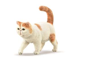 Opakowanie Exotic Shorthair kot