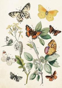 Opakowanie Karnet ST368 B6 + koperta Motyle