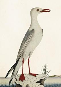 Opakowanie Karnet ST371 B6 + koperta Mewa