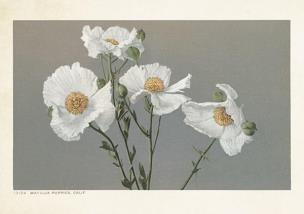 Opakowanie Karnet ST377 B6 + koperta Romneya