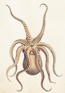 Opakowanie Karnet ST383 B6 + koperta Ośmiornica