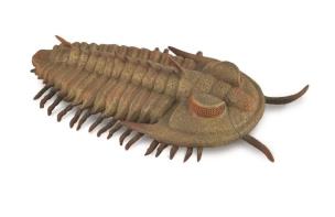 Opakowanie Redlichia Rex Trilobite