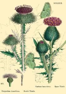 Opakowanie Karnet B6 brokat z kopertą Natura 6