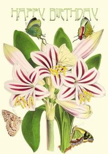 Opakowanie Karnet B6 brokat z kopertą Urodziny Amarylis