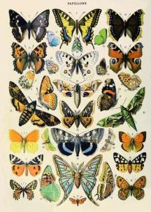 Opakowanie Karnet B6 z kopertą Motyle