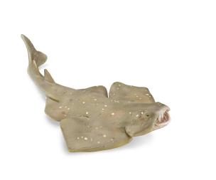 Opakowanie Angel Shark
