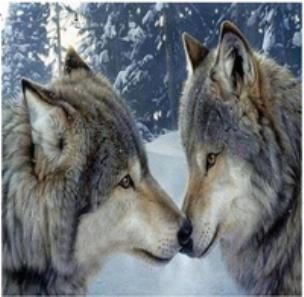 Diamentowa mozaika dwa wilki zimowy las NO-1008519. Wydawca: Norimpex. Multiszop.pl Opakowanie Diamentowa mozaika dwa wilki zimowy las NO-1008519