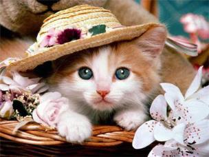 Opakowanie Diamentowa mozaika Kot 60421