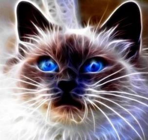 Diamentowa mozaika kot magic niebieskie oczy NO-1007109. Wydawca: Norimpex. Multiszop.pl Opakowanie Diamentowa mozaika kot magic niebieskie oczy NO-1007109