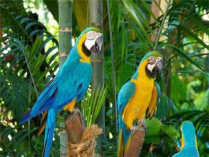 Opakowanie Diamentowa mozaika Papugi 60412