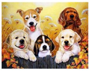 Diamentowa mozaika Pieski NO-1007426. Wydawca: Norimpex. Multiszop.pl Opakowanie Diamentowa mozaika Pieski NO-1007426