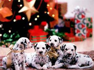 Opakowanie Diamentowa mozaika Świąteczne dalmatyńczyki 60820