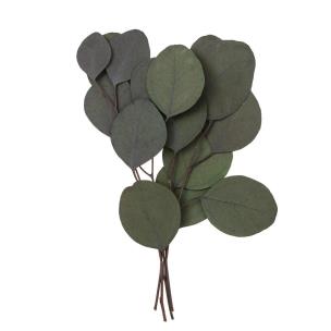 Eukaliptus populus 4 gałązki ok. 20cm zielony. Wydawca: Dalprint. Multiszop.pl Opakowanie Eukaliptus populus 4 gałązki ok. 20cm zielony