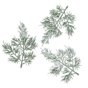 Gałązki tuji 13cm 3szt. Wydawca: Dalprint. Multiszop.pl Opakowanie Gałązki tuji 13cm 3szt