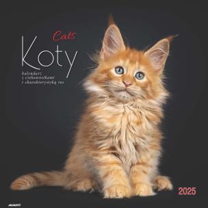 Kalendarz 2025 ścienny albumowy Koty. Autor: Avanti. Multiszop.pl Okładka książki Kalendarz 2025 ścienny albumowy Koty
