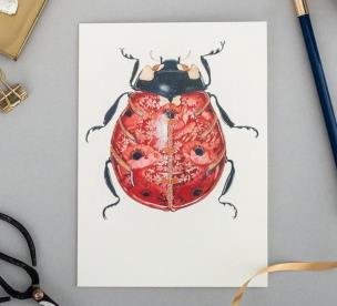 Opakowanie Karnet A066 B6 + koperta Biedronka