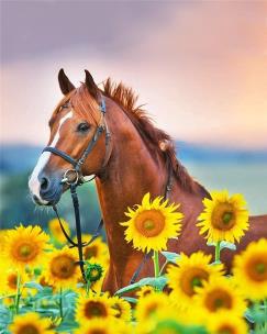 Opakowanie Malowanie po numerach - 30x40cm Koń w słonecznik.