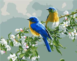 Opakowanie Malowanie po numerach - 40x50cm Ptaki