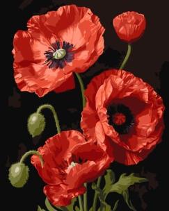 Malowanie po numerach - Czerwone maki 40x50cm. Wydawca: Qbee. Multiszop.pl Opakowanie Malowanie po numerach - Czerwone maki 40x50cm