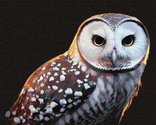 Opakowanie Malowanie po numerach - Dumny pogląd 40x50cm