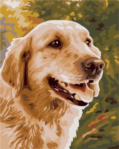 Opakowanie Malowanie po numerach - Golden Retriever 40x50cm