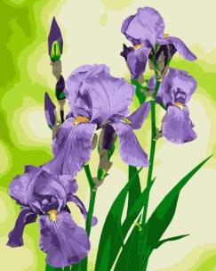 Malowanie po numerach - Irysy 40x50cm. Wydawca: Qbee. Multiszop.pl Opakowanie Malowanie po numerach - Irysy 40x50cm