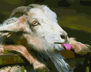 Opakowanie Malowanie po numerach - Koza 30x40 rama