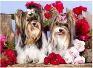 Malowanie po numerach Pieski z kokardami. Wydawca: Norimpex. Multiszop.pl Opakowanie Malowanie po numerach Pieski z kokardami