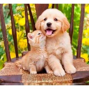 Opakowanie Mozaika diamentowa 5D -Pies i kot 40x30cm