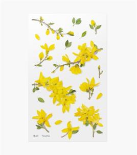 Opakowanie Naklejki ozdobne kwiaty - Forsycja