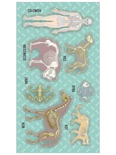 Opakowanie Naklejki Układy kostne (szkielety)