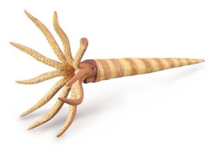 Opakowanie Orthoceras